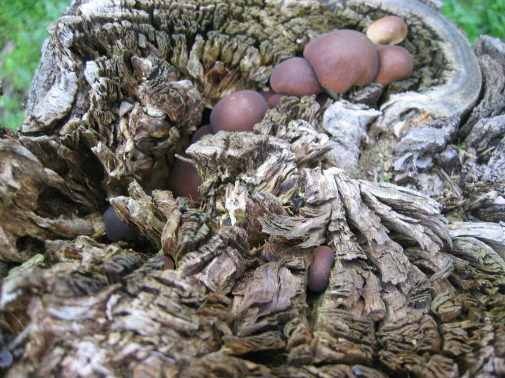 I Funghi primaverili: Agrocybe aegerita